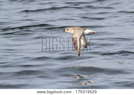 Black-bellied Plover (Pluvialis squatarola) flying over the Atlantic ocean
