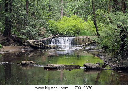 Small Waterfall in a Peaceful Evergree Forest