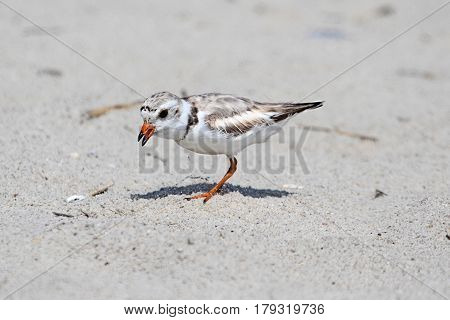 Endangered Piping Plover (Charadrius melodus) on a beach