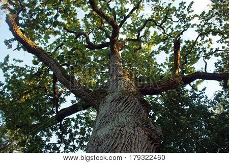 Old Oak Near City of Augustow, Poland