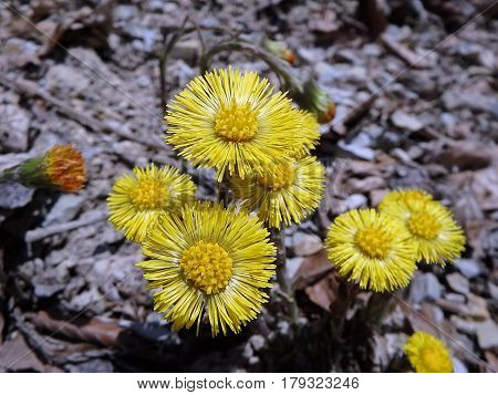 Beautiful yellow coltsfoots on a natural background, Yellow flowers, Coltsfoot (Tussilago farfara),