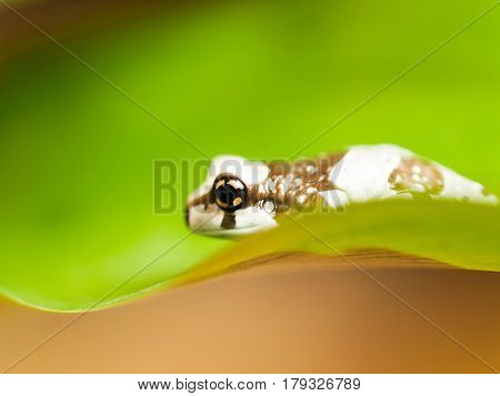 Amazon milk tree frog - Trachycephalus resinifictrix