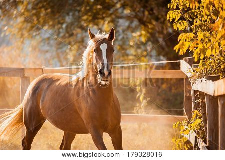 A beautiful horse enjoys freedom at sunset in autumn