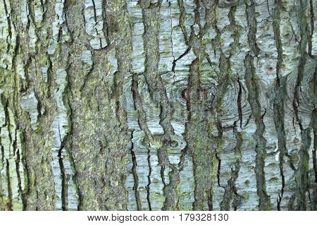 Noble Fir Grooved Bark Pattern and Texture