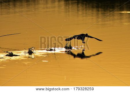 Silhouette of a coot running on the water in the evening.
