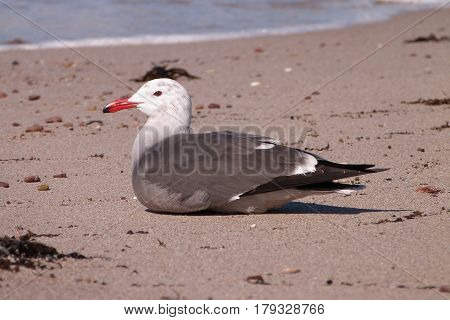 A Heermann's gull, Larus heermanni sits on a beach on the Sea of Cortez in winter