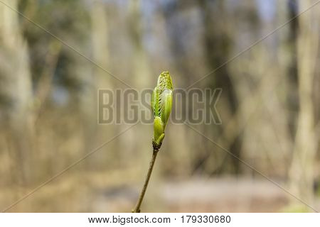 Close-up of green buds in spring. Blooming Plants.