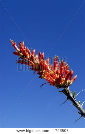 Ocotillo blomstrer