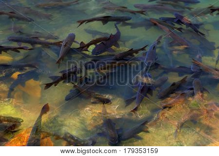 Fish in natural water sources, Chanthaburi from Thailand.
