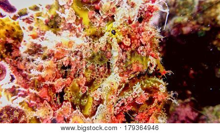 Do You See The Fish?