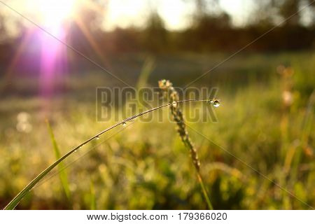 Morning dew in the grass at dawn