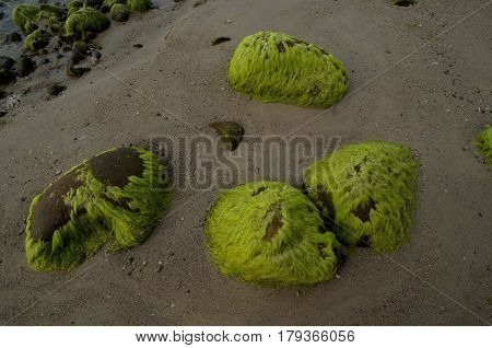 Beautiful green mossy at Batu Luang beach during sunset located at Kuala Penyu, Sabah, Malaysia