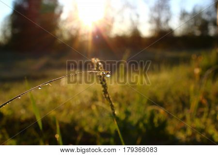 Morning dew in the grass at dawn