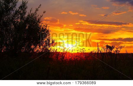 Beautiful sky sunset with plants in foreground
