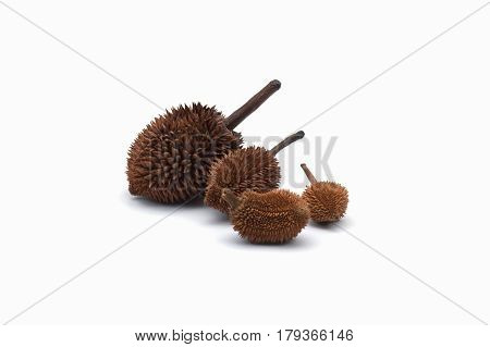 Durian staff brown isolated on white background