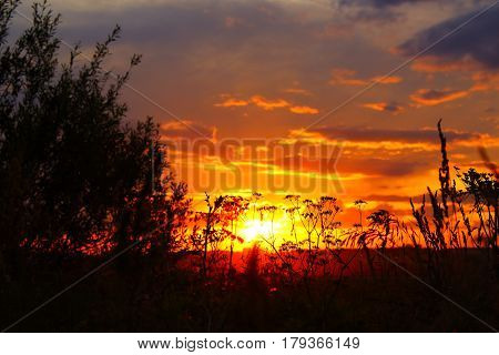 Beautiful sky sunset with plants in foreground