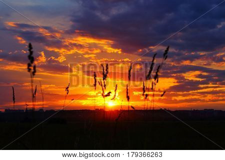 Beautiful sky sunset with plants in foreground