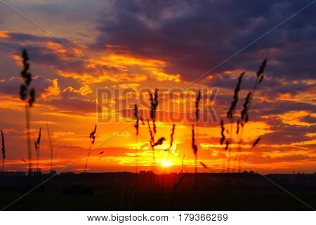 Beautiful sky sunset with plants in foreground
