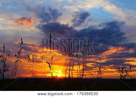 Beautiful sky sunset with plants in foreground