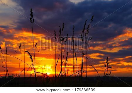 Beautiful sky sunset with plants in foreground