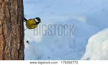 Tomtit Is Sitting On A Three.