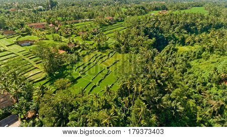 rice terrace bali terraces indonesia field nature beautiful culture asia green farm rural growth hill view village food paddy landscape agriculture plant travel tropical asian ubud water outdoor crop plantation pattern grass scenic mountain tourist aerial