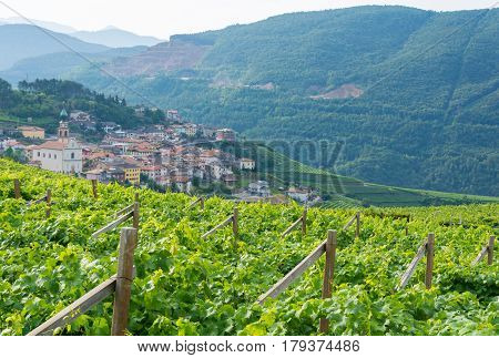 Trentino vineyards in the summer Italy, white wine produstion, South Tirol