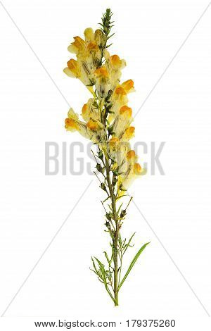 Pressed and dried delicate flower Linaria vulgaris on stem with green leaves. Isolated on white background. For use in scrapbooking floristry (oshibana) or herbarium.