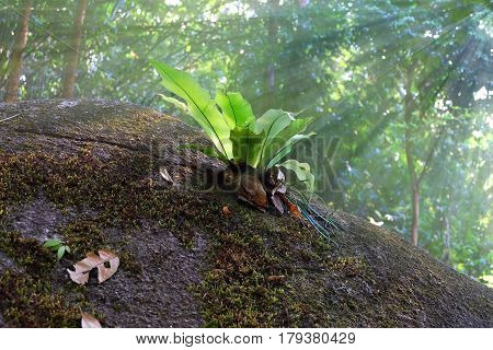 Small tree in the jungle, Photosynthesis, Abundance of the waterfall