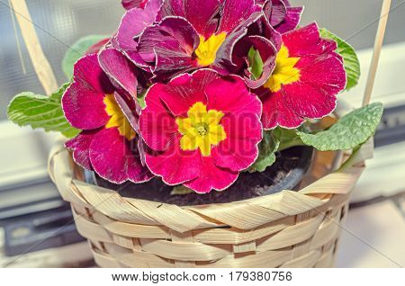 Primula Obconica Touch Me, Dark Red With Yellow Flowers, Green Leaves, Close Up Basket