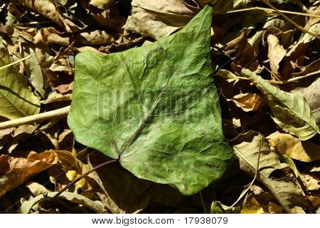 Rote Herbstliche Landschaft, leere Felder und Berge in Castellon, Spanien