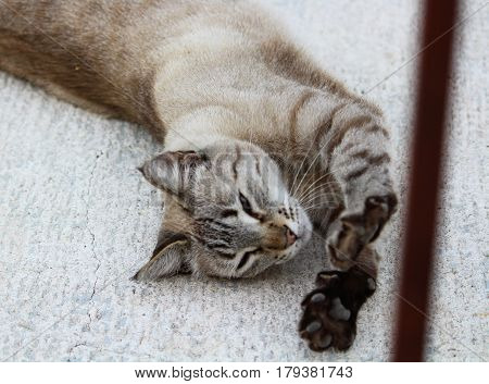 Sleepy cat and his little brown paws