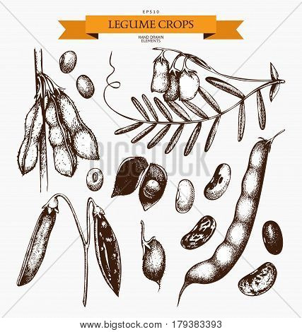 Vector collection of ink hand drawn legume crops sketches. Farm fresh and organic food illustration - stock vector