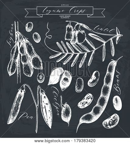 Vector collection of ink hand drawn legume crops sketches. Farm fresh and organic food illustration - stock vector