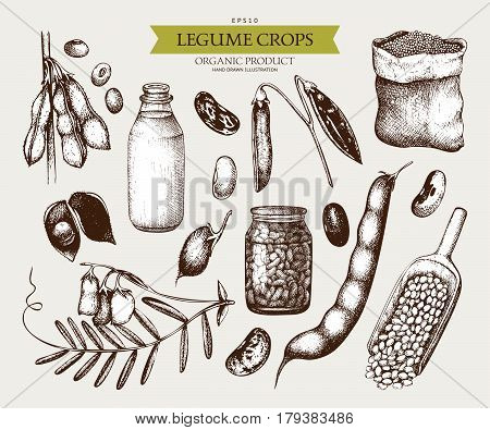 Vector collection of ink hand drawn legume crops sketches. Farm fresh and organic food illustration - stock vector