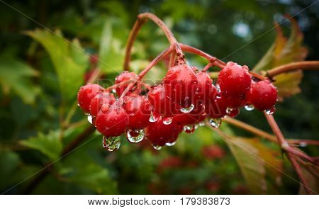 The bush of a viburnum with red berries after a summer rain
