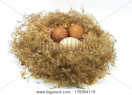 Spring chicken nest with chicken eggs on a white background