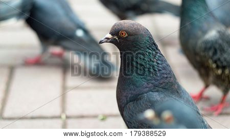 The watchful eye of a pigeon. Flock pigeon on the street. Background blur
