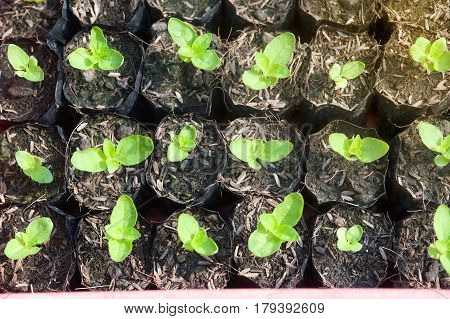 Close-up of green seedling of Wishbone flower growing in a pot.