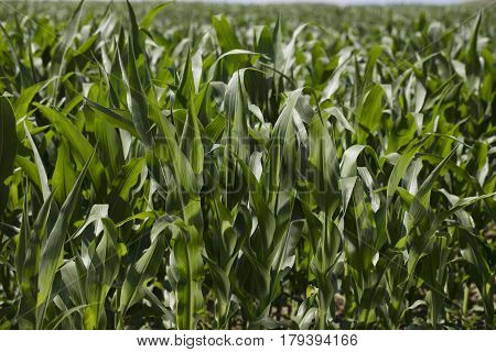 Cornfield during summer.  Background and texture concept. Landscape with cornfields.
