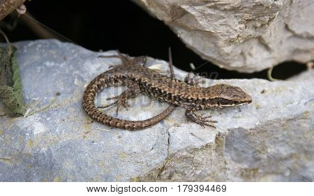 Closeup image of a lizard on the stone