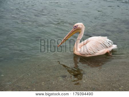 Scenic view of Mikonos island symbol - pelican Petros