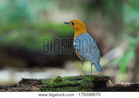 Orange-headed Thrush (geokichla Citrina)