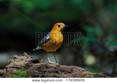Orange-headed Thrush (geokichla Citrina)