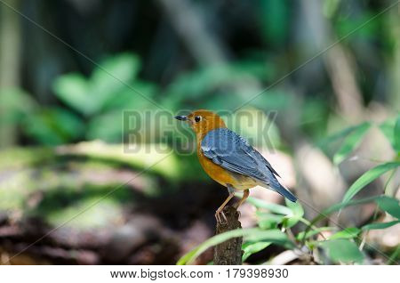 Orange-headed Thrush (geokichla Citrina)