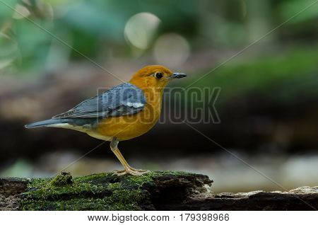 Orange-headed Thrush (geokichla Citrina)