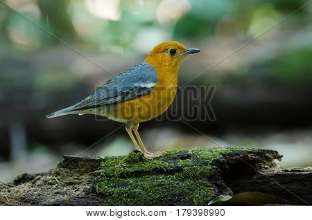 Orange-headed Thrush (geokichla Citrina)