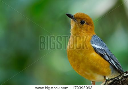 Orange-headed Thrush (geokichla Citrina)