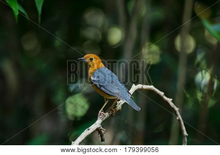 Orange-headed Thrush (geokichla Citrina)