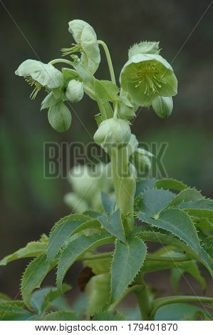 Holly-leaved Hellebore Flower, Aberdeen Cruickshanks Botanical Gardens
